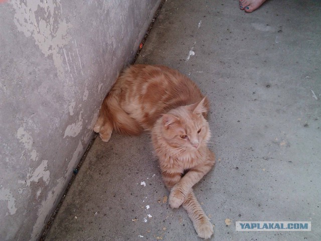 Котовторник 02.09.2014