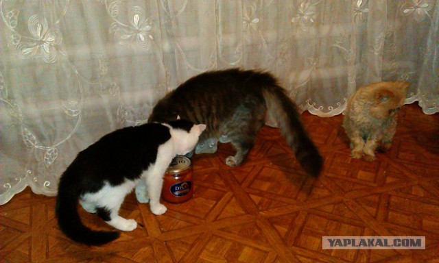 Кот - новый питомец