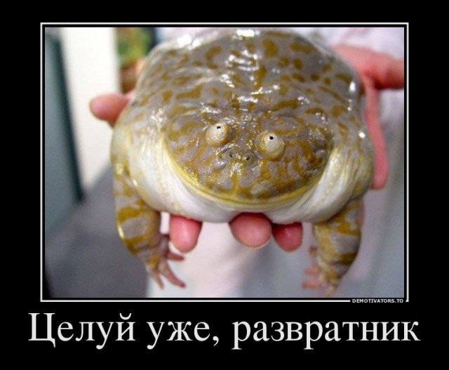 Весёлые картинки