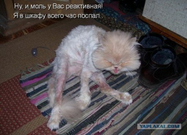 Забавные картинки с котами из сети