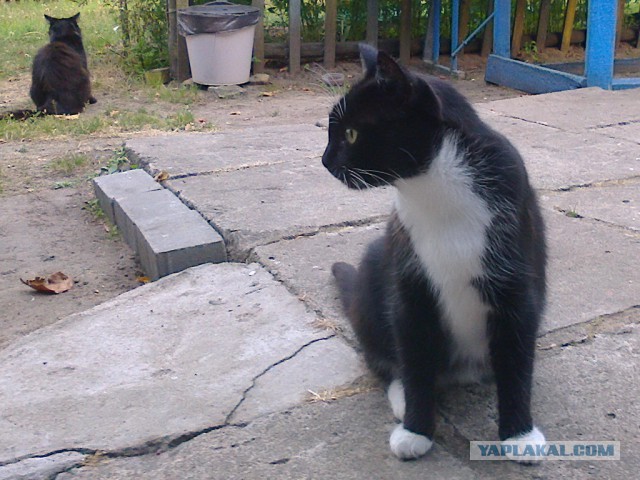 Котовторник 06.01.2015