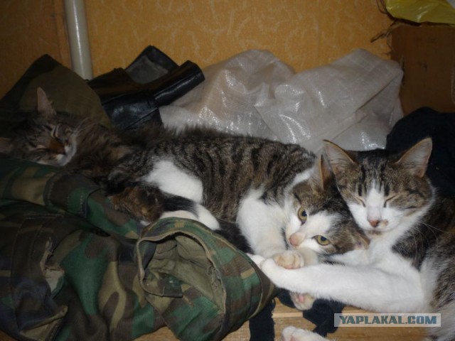 Котовторник 27.01.2015