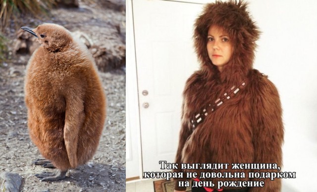 Веселости