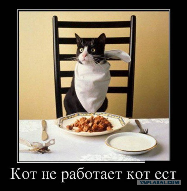 Весёлости в картинках