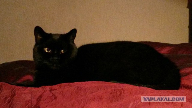 Котовторник 7.07.2015
