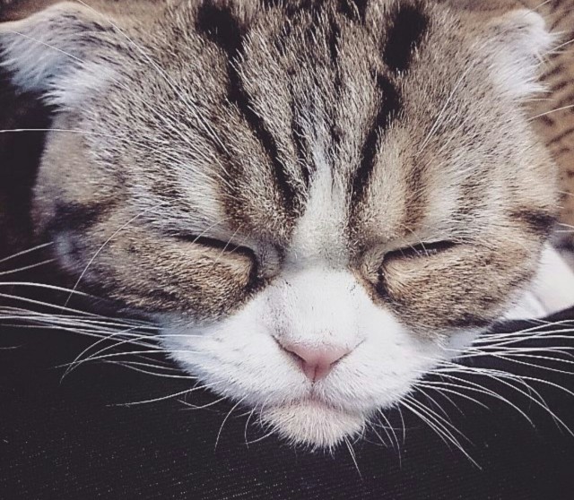 Котовторник наступил!:)
