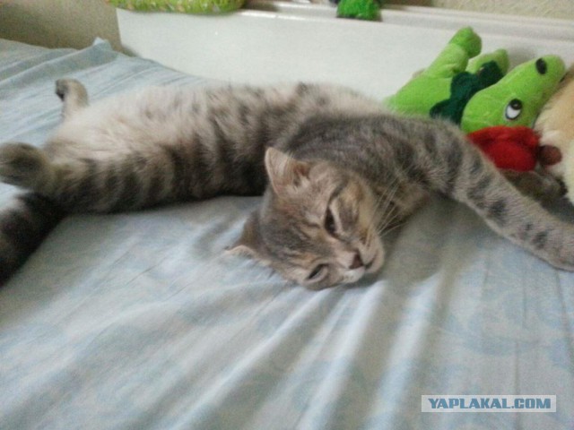Котовторник  27.10.2015
