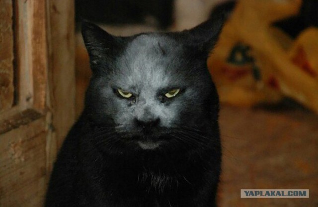 Кенийский лик