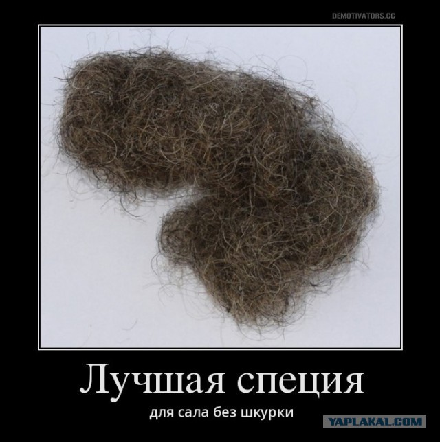 САЛО! Новые приключения