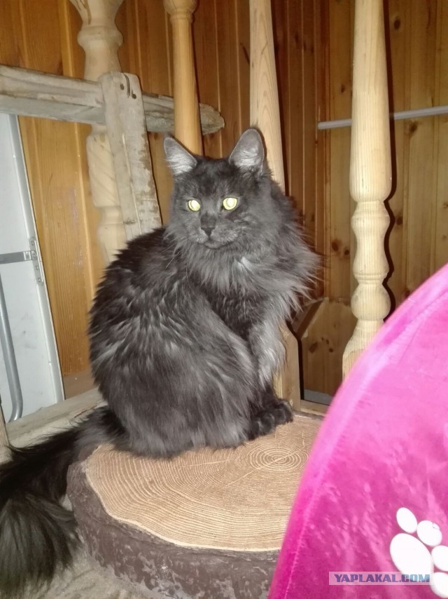 Пост невероятной кошачьей красоты. 25 фот.