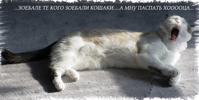 Коты, кошки, котята