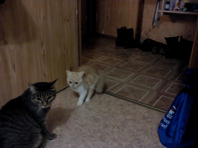 Котовторник