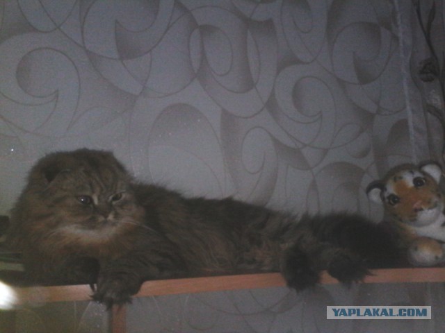 Котовторник  01.03.2016
