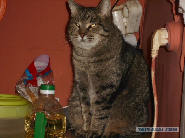 Жизнь домашнего приюта для котеек 103