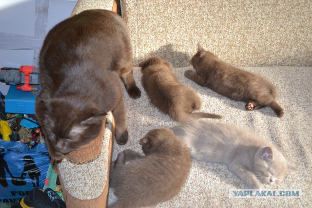 Котовторник 12.04