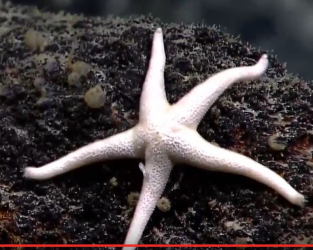 Началась онлайн-трансляция происходящего в самом глубоком месте Земли