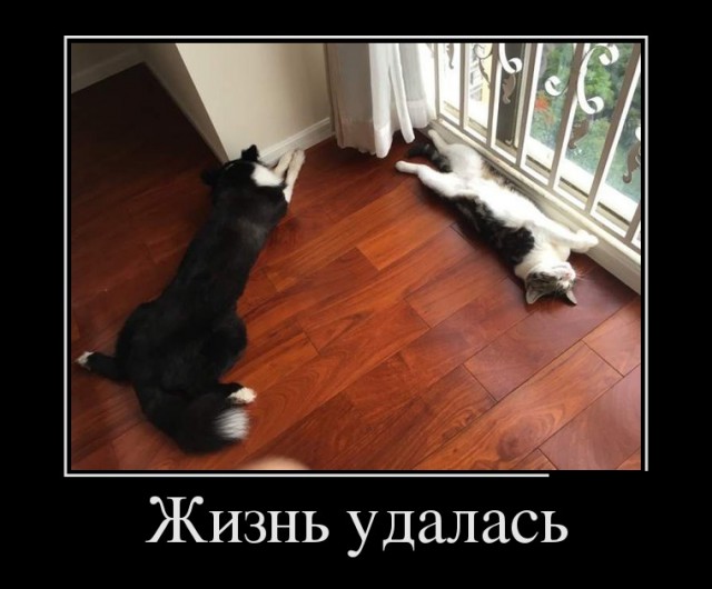 "Оскара" - котикам!
