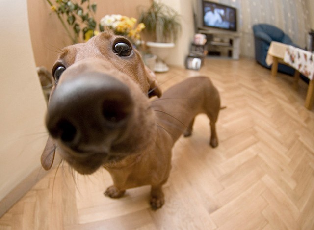 10 любопытных собак, которые хотят знать, что вы делаете