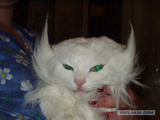 Котовторник  14.02.2017