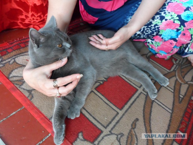 Котовторник  14.02.2017