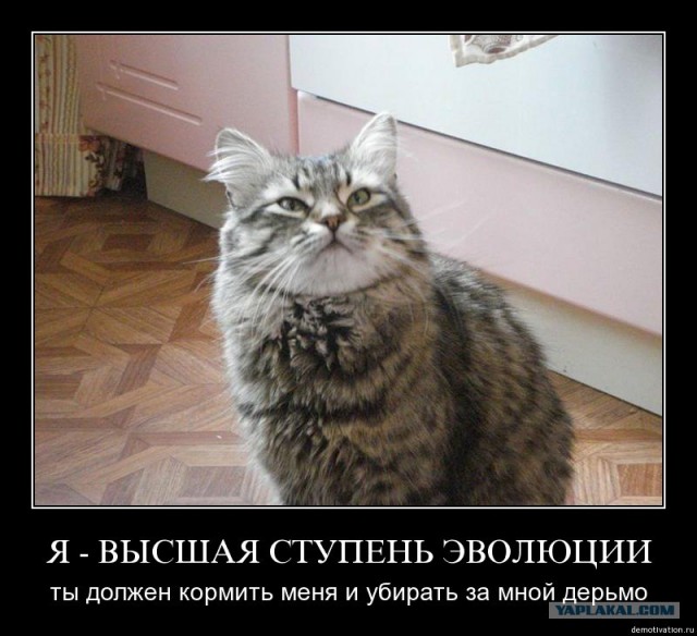 Как админы ЯПа сливают темы в утиль/неуд/баян