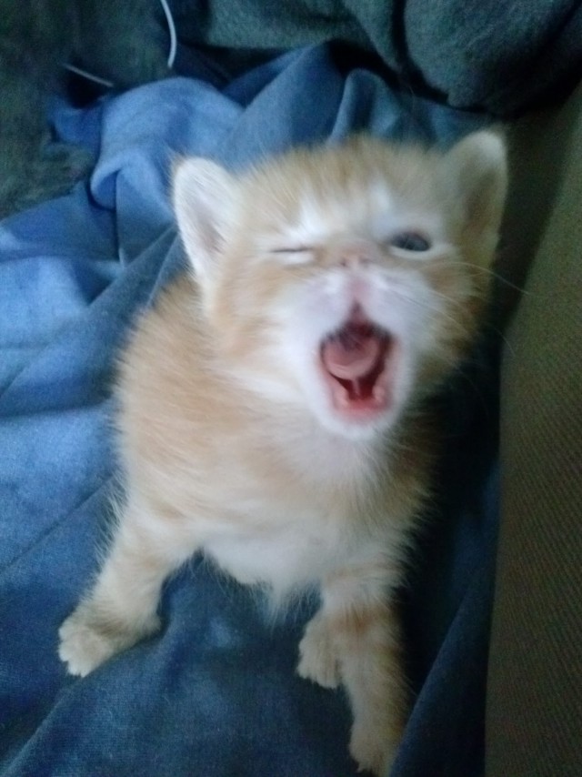 Коты и Кошки