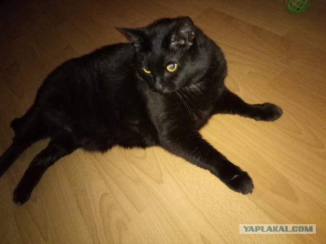 Котовторник 27.06.2017