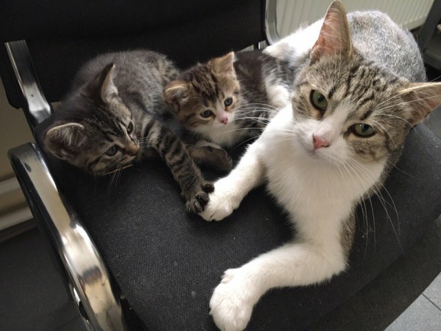 Котовторник  15.08.2017