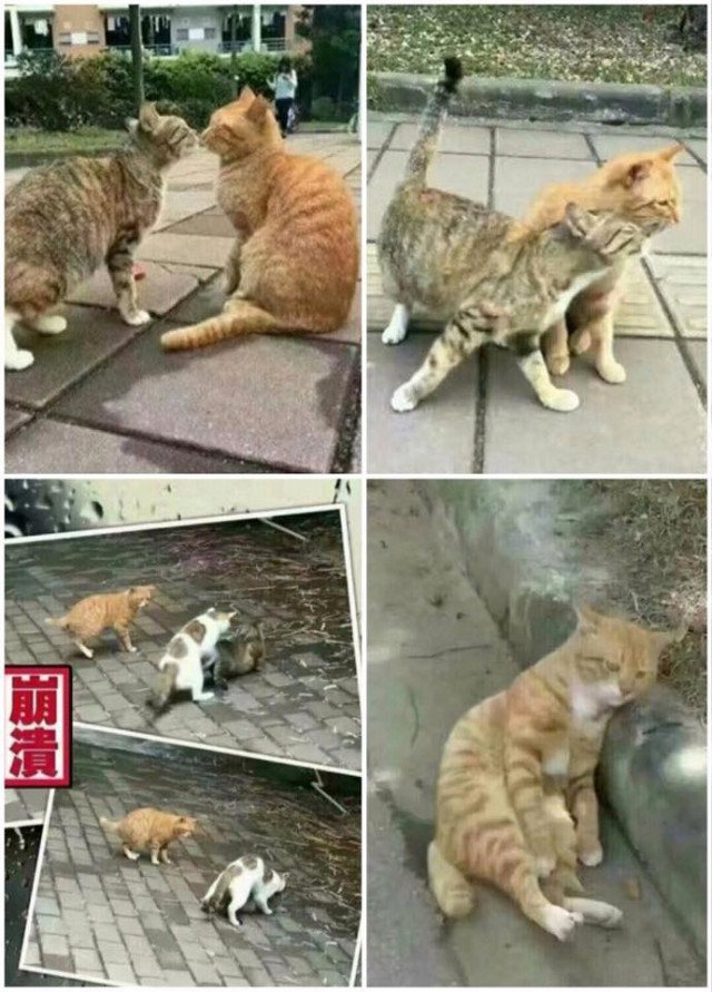 Тоже, из того самого инета