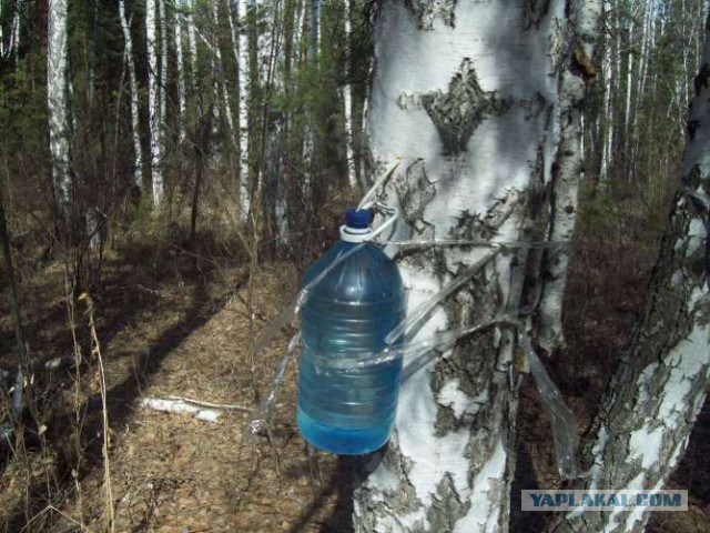 И снова березовый сок