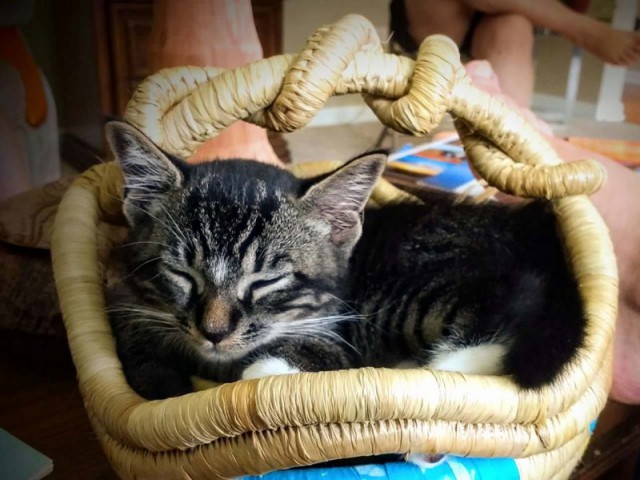 Прикольных котов пост