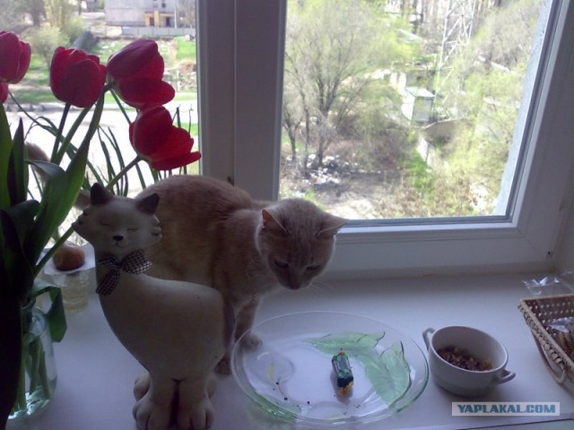 Ура, котовторник! (01.07.2008)