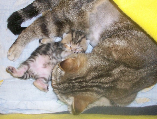 Котовторник 22.11.11