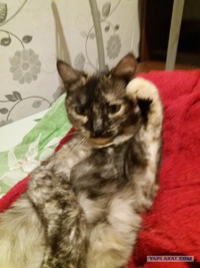 Котовторник 04.12. 2018