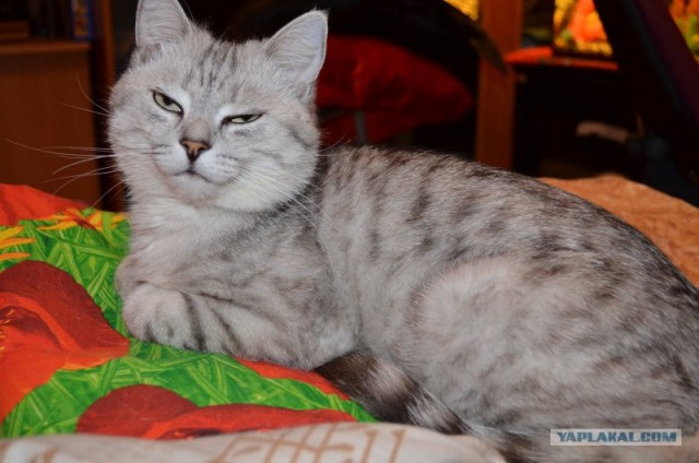 Котовторник (10.01.2012)