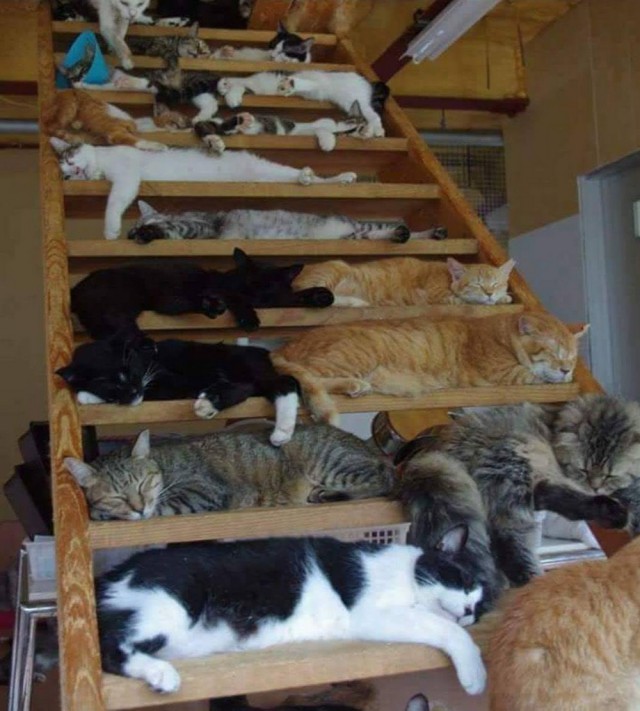 Прикольных котов пост