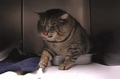 Котовторник (24. 01. 2012 )