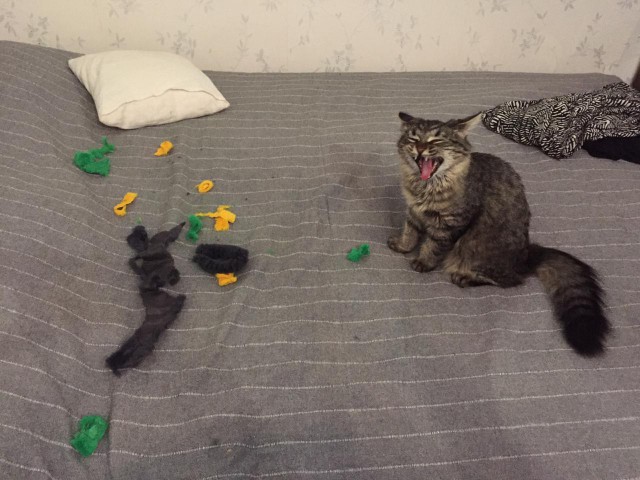 Котовторник 18.12.2018