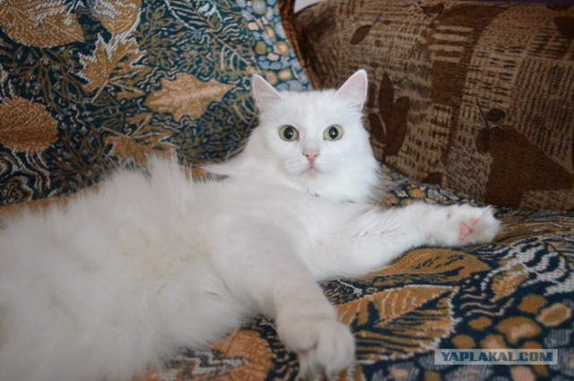 Котовторник 1 мая 2012