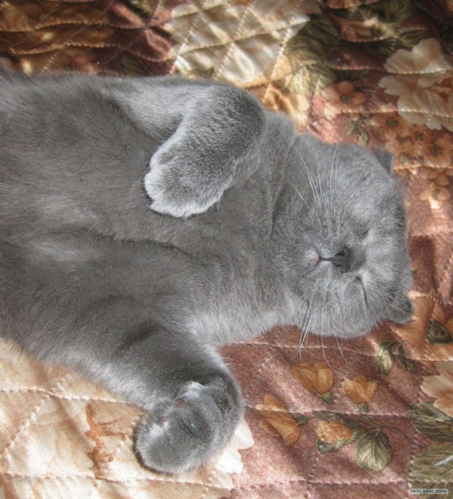 Котовторник 24.07.2012