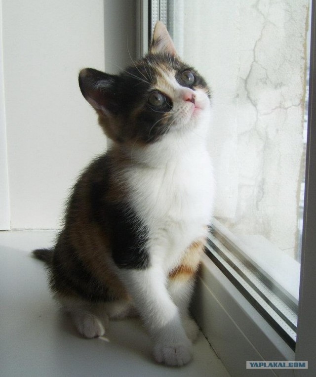 Котовторник  21.08.12