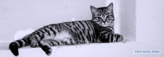 Котовторник  16.10.12