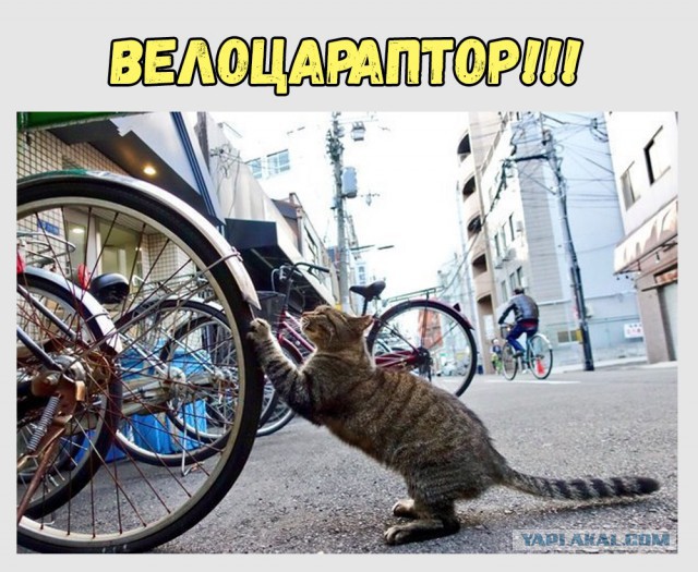 Здесь прошёл зауропод
