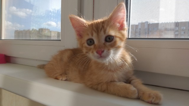 Забавные фото котеек