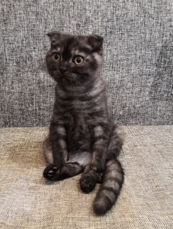 Начнем котоФторник?