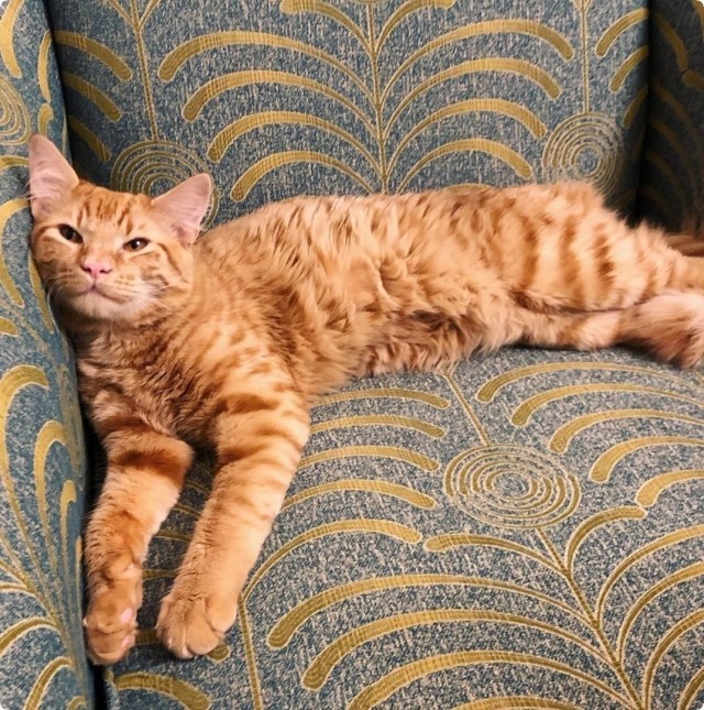 Котофеев пост
