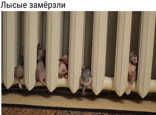 Так себе картинки 10
