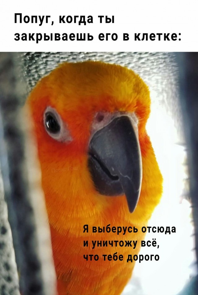 Зверушки
