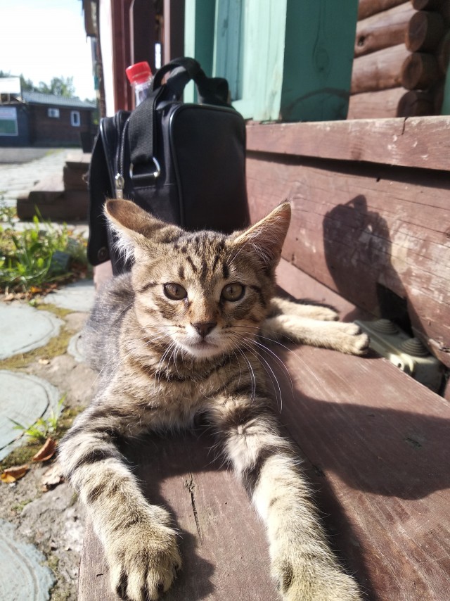 Котейка набралась сил