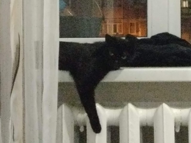 Котовторник. Добавляйте своих